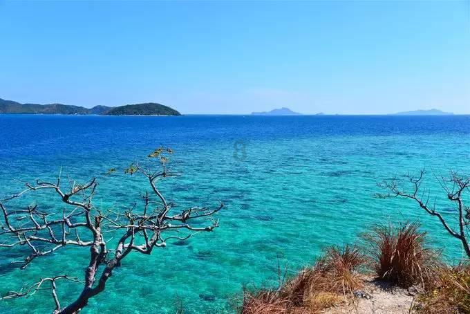 逃出蜜蜂岛